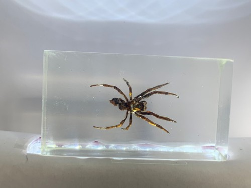 Spinne acrylblock - spinne, in