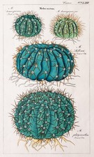 Dietrich Kaktus Melocactus