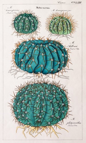 Dietrich kaktus melocactus - dietrich,