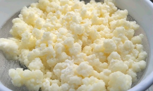 10g tibetanischer kefir - tibetanischer,