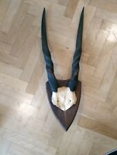 Antilopengeweih Antilope Geweih aus Afrika Jägersammlung 1880-1890 Nur Abholung 