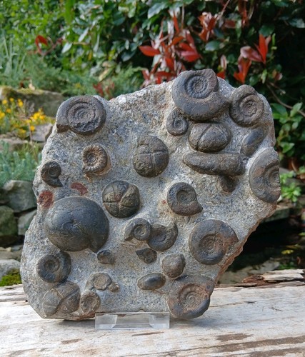 Fossil ammonit multiblock - fossil,