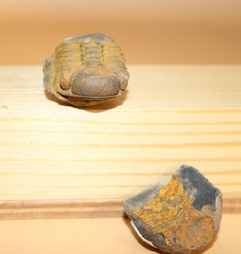 Viaphacops pirovanoi