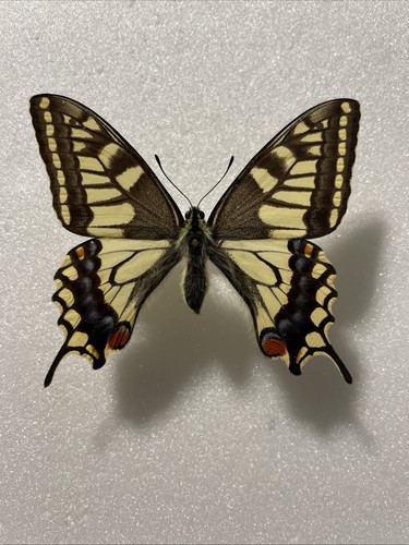 Entomologie*Papilio