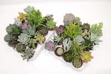 Sukkulenten Mix mit 20 Pflanzen im 5,5cm Topf