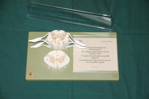 Somso plast neuron bs32 37 - neuron, bs32/37