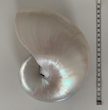 Nautilus Muschel