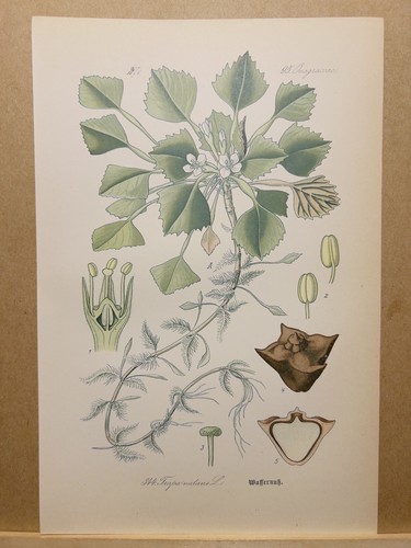 Wassernuss trapa natans 1886 - wassernuss,
