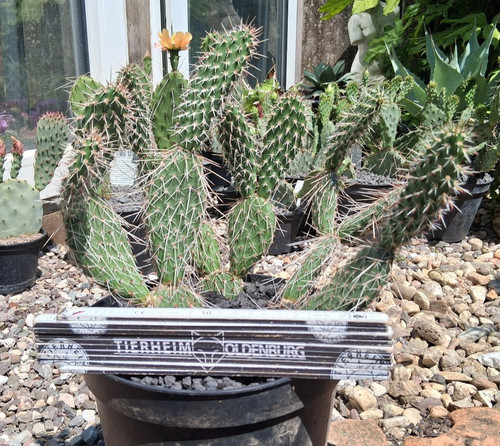 Genau dieser opuntia - genau,