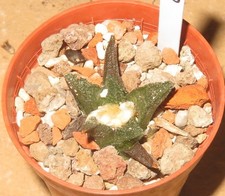 Ariocarpus bravoanus El Nunez