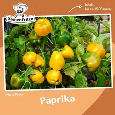 Paprika Marta Polka Samen für ca. 15 Pflanzen - gelber Blockpaprika, aromatisch