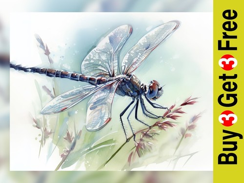Elegante libelle aquarell - elegante,