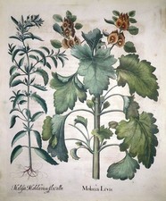 Kupferstich, Muschelblume, Basilius Besler, Hortus Eystettensis, 1613, N 158