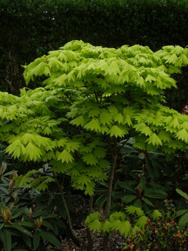 Ahorn shirasawanum aureum - shirasawanum,