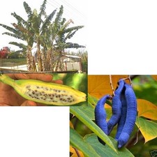 SAMEN überstehen jeden