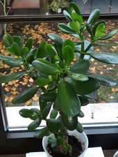 Geldbaum, Pfennigbaum, Crassula Ovata, ca. 35 cm, pflegeleich, kräftiger Wuchs