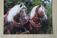 Pferd Postkarte Horse Postcard CPM Cheval Cavallo AK Kaltblut Noriker