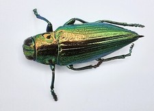 Buprestidae, Chrysodema radians, A2, 23 mm, Buru, #BP303