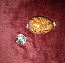 ### schöne Cypraea pantherina  - 6,9 cm - Sammlung ###