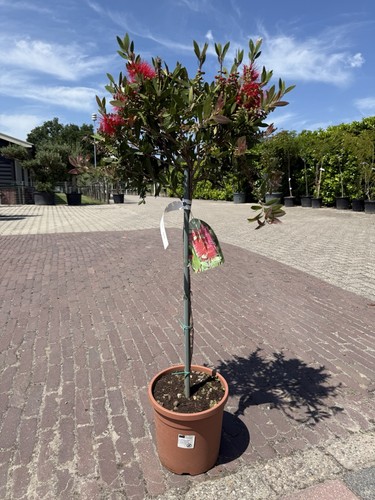 Callistemon auf stamm 120cm - auf,