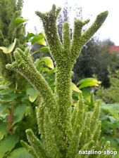 Amaranth *Mercado* 150+ Samen *Amaranthus hypochondriacus *Popp- Amaranth