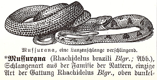 Alte lithographie - alte,