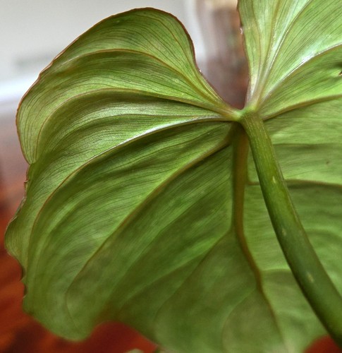 Rare philodendron sodiroi - rare, aff