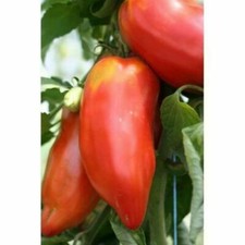 ANDINA CORNUE TOMATE, 50 Samen