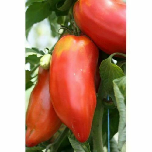 Andina cornue tomate samen - tomate,,