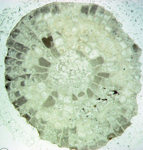 Silur fossil dünnschnitt - fossil,
