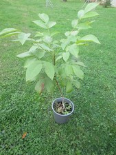 Walnussbaum, dreijährig