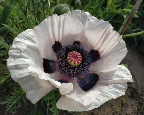 Türkischer mohn weiß - türkischer, papaver