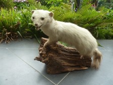 Steinmarder Winterfell Marder