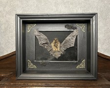 Fledermaus im Objektrahmen Bat Gothic Minipterus Medius Dekoration Deko