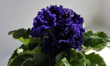 Usambaraveilchen African