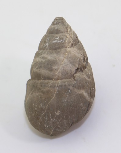 Schnecke bensbergia arculata - schnecke,,
