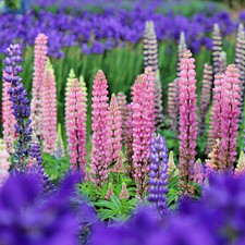 50 Samen hohe Stauden-Lupine mehrjährige winterharte Lupinen Prachtmischung