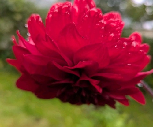 Dahlien knolle rot - dahlien,