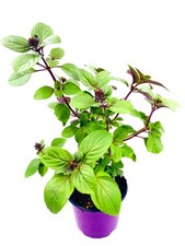 Strauchbasilikum  African Blue