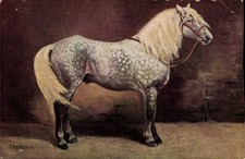 Ak Pferd Percheron - 11527660