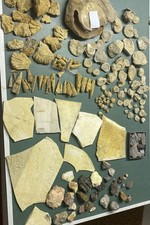 Konvolut Von Mineralien, Fossilien und Versteinerungen KG. Oberpfalz JURA