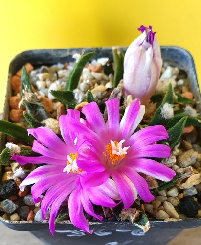 Alter zweiköpfiger ariocarpus - alter,