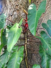 Philodendron Red Emerald /