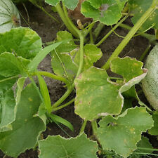 Chayote "Sechium edule" 5 frische Samen, Balkon, Garten, Gemüse
