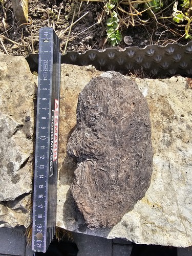 Trimmelkam fossilien osmunda - fossilien,