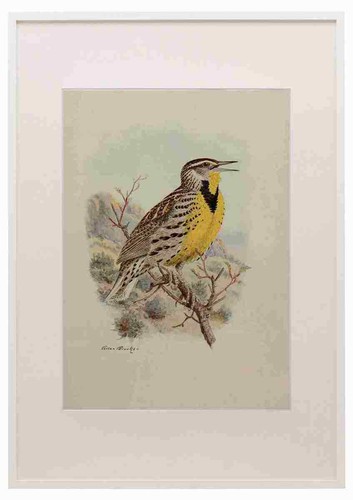 Brooks birds california - birds,