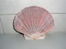 Deko Muschel Aquarium Geschenk Zubehör Rosa Natur 15 cm Echt Koral