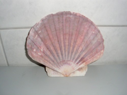 Deko muschel aquarium - deko,