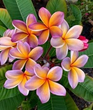 8000204 Frangipani Plumeria 1