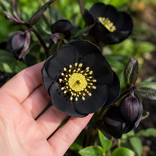 80003102 helleborus nigar - helleborus,